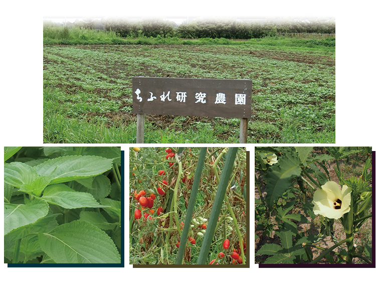 ちふれ農園と野菜