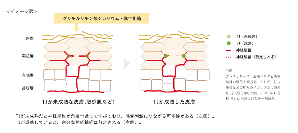 左図：TJが未成熟な皮膚（敏感肌など）。TJが未成熟だと神経線維が角層付近まで伸びており、感覚刺激につながる可能性がある。　右図：TJが成熟した皮膚。TJが成熟していると、余分な神経線維は剪定される。